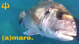 Pesca sub   :    🔱(a)mare. (Spearfishing Sardegna)