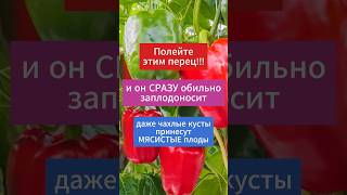 Буквально на следующий день вы увидите эффект!!#удобрениеперца #подкормка #огород