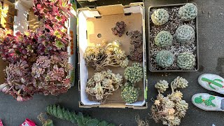 2/7 unbox: Gethyllis grandifloama, linearis, Eriospermum paradoxum, tibutan, Medusa, King Kong