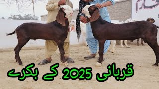 November 12, 2024 | Qurbani 2025 ka Aisa Bakra ka Dekh kar Dil khush Hogya 😍 | Asli Or Nasli Bakray