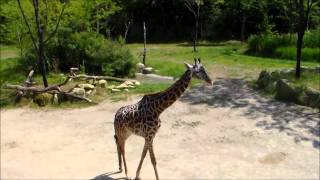 Cincinnati Zoo Baby Giraffes