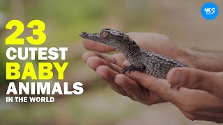 23 Cutest Baby Animals in The World 2022 | Animalism