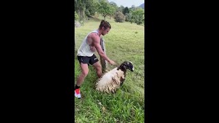 Honey Badger to the rescue! That little ‘baaa’ at the end was definitely a ‘thanks mate’ Via Nick ‘H