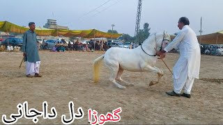 11 November 2023 / All Pakistan horse dance | ghoda dil da jani mela peer shah