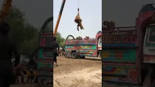 Camels loading #camel #youtubeshorts #animals #youtubevideos