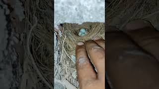 Bird's Nest | Don't remove or replace the nest | Humanity