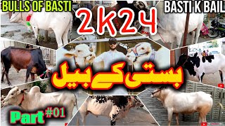 BASTI K BAIL | basti k bail 2024#bastikbail #bullsofbasti  #wahcanttbulls #cowvideos