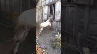 #ternakkambing #kambing #pasarkambing #goat #kambing #kambingjawarandu