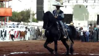 Campeonato Nacional de Caballos Bailadores Expo Ganadera Jalisco