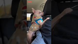 Excited chihuahua