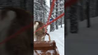 Reindeer ride #reindeer #lapland #snow #rovaniemi #articcircle #fun #bucketlist #sleighride #finland