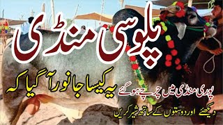 Peshawar Palosi Cow Mandi | Mid Range To All Range Rates & Updates | Eid Ul Adha ] Palosi Mandi