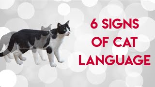 6 SIGNS OF CAT LANGUAGE