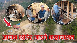 जापान छोडेर गाउमै रमाएका युवाको कथा || Goat farm in Nepali village