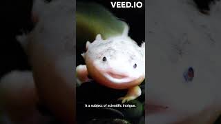 Infos About Axolotl | Short Info