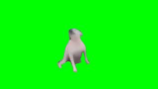 Dance Till You Die Dog Green Screen Meme