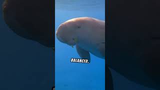 Let's Take A Look At The Mysterious Dugong