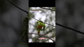 देखिए ये पंछी कैसे अपनी घोंसला बना रहा है ।  Amazing style of Bird's Nest Making ।