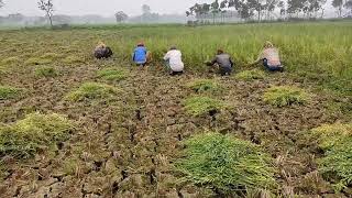 কৃষকের সরিষা সংগ্রহ