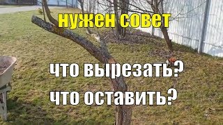 Обрезка слив весной: вопрос к профессионалам