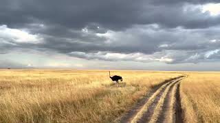 The beauty of the Masai Mara, Kenya, in July