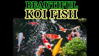 BEAUTIFUL koifish in a FISHPOND