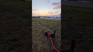 Miniature Schnauzer and Sunset