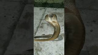 snake Attack in man full video my check my profile #viral #shorts