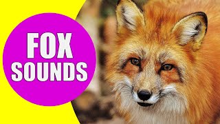 FOX SOUNDS | Real Sounds of Foxes Screaming, Barking and Laughing