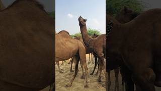 Camel preparing for the cold season #shorts  #shortvideo  #youtubeshorts