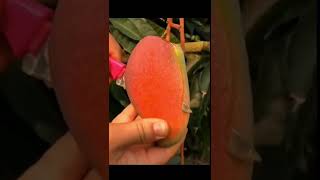 Fresh fruit ninja fruit cutting:moromjan rathin#shorts