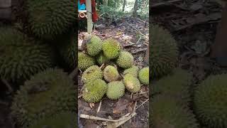 Menunggu durian jatuh