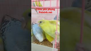 chim yến phụng tại cửa hàng petxinh.net #petxinh #birds