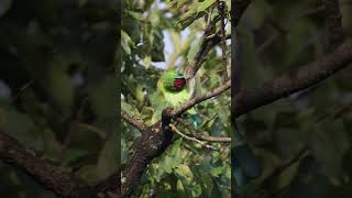 Blue Throated Barbet #morningvibes #birdsvideo #blissful #birdslife #backyardwildlife #4k #barbet