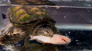 Snapping Turtle Eats Piranha