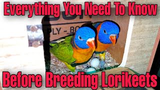 Watch this Before You Breed Red-Collared Lorikeet || All About Pets (Hindi)