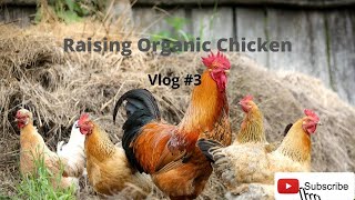 Raising Organic Chicken At Home | ester white