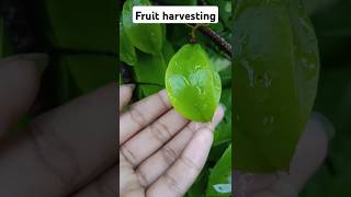 harvesting what a beautiful fruit 😝🥝🍋🍓 #farm #fruit #starfruit #kamrakh #harvest #motivation #shots