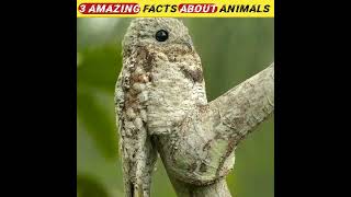 top 3 amazing facts about animals in hindi #factsshorts #youtubeshorts #viralshort #ytshorts #shorts