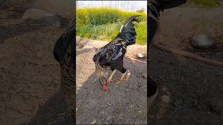 #viral Big Rooster #chicken #reels video in HD Rooster Vlog