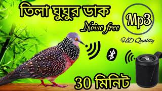 ঘুঘু পাখির ডাক দেশি❤️‍🔥spotted dove sound mp3/dove birds sound/gugu pakir dak. #birdsounds #bmmedia1