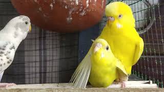 Budgies Mating | By akshimokshi8415