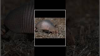 Watch This Video Before Shooting Armadillos|😲😲| #shorts