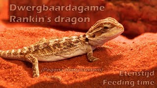 Etenstijd voor de dwergbaardagamen (Pogona henrylawsoni) Rankin's dragon feeding time live crickets