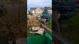 У людей все вкуснее!#олень #naturebeauty #canadanature #shortsvideo