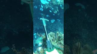 spearfishing for my dinner #spearfishing