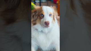 Spiders? #australianshepherd #funnydog #comedyshorts