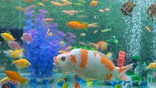 Những Chú Cá Vàng Cùng Cá Koi, Cá Bẩy Sắc Cầu Vồng, Ba Ba Con Trong Bể Cá - Goldfish with Koi