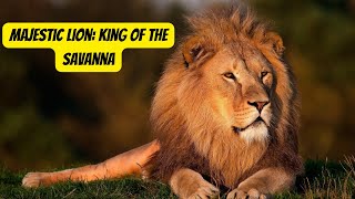 The Mighty Lion | King of the African Savanna #lion #animals #wildlife