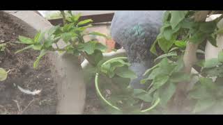 Pigeon drinks water from his favorite pot almost everyday